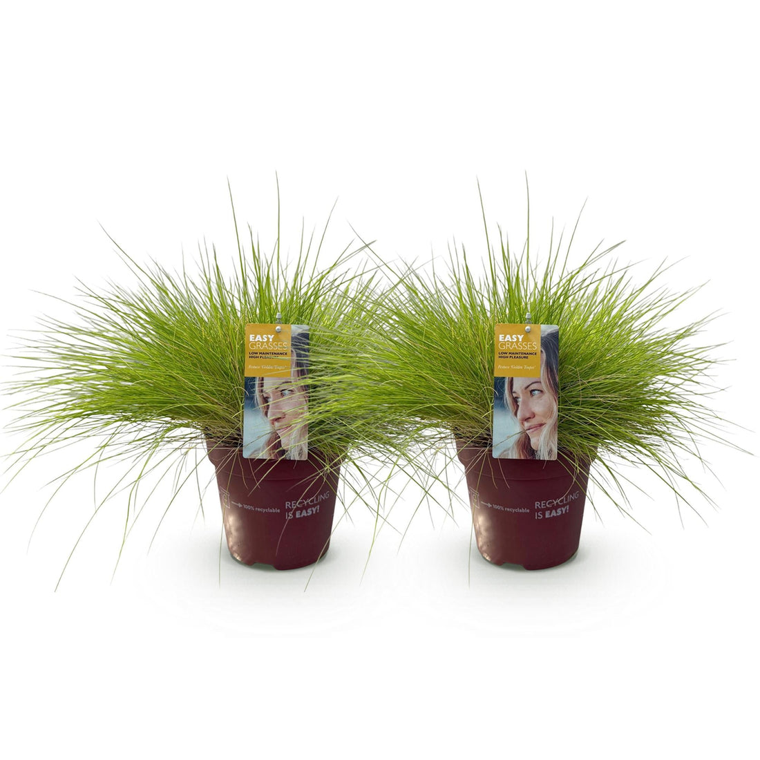 Tuinplanten die snel groeien