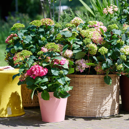 Hydrangea 'Endles Summer The Original Pink' - Roze Hortensia - hoogte 20-25cm