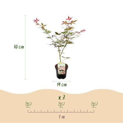 Acer palmatum 'Sumi-Nagashi' - Japanse Esdoorn - hoogte 70cm