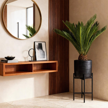 Green boutiQ - Kamerplant - Cycas revoluta - Palmvaren - Weinig onderhoud - Groen - 2 - Pot 17cm - Hoogte 55-65cm