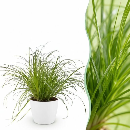 Green boutiQ - Kamerplant - Cyperus alternifolius Zumula - Kattengras - Huisdiervriendelijke Plant - Groen - 1 Plant - met Potter Wit - Pot 12cm - Hoogte 20cm