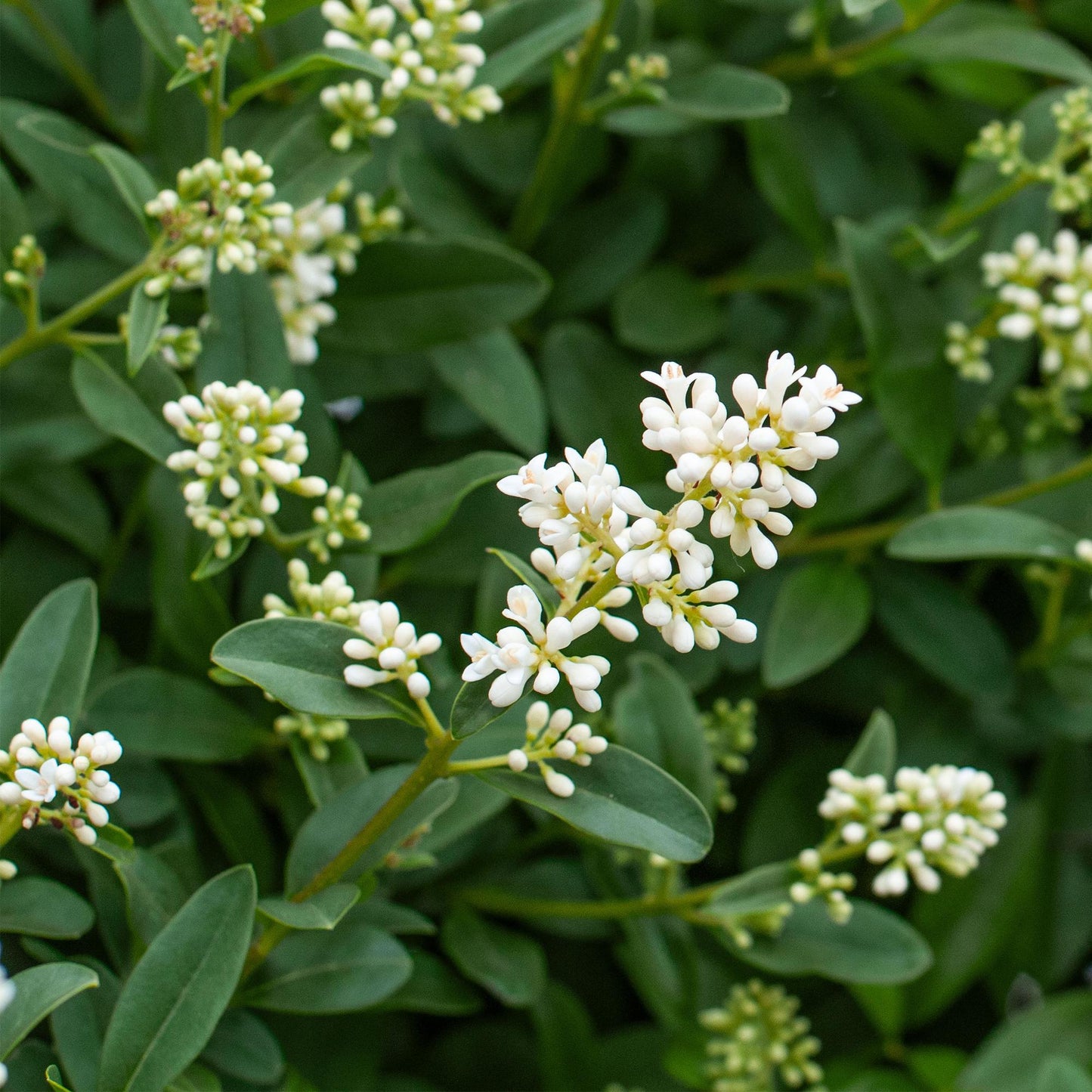 Ligustrum ovalifolium - Liguster - hoogte 35-40cm