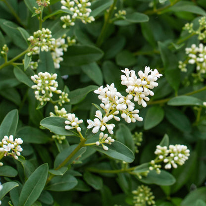 Ligustrum ovalifolium - Liguster - hoogte 35-40cm