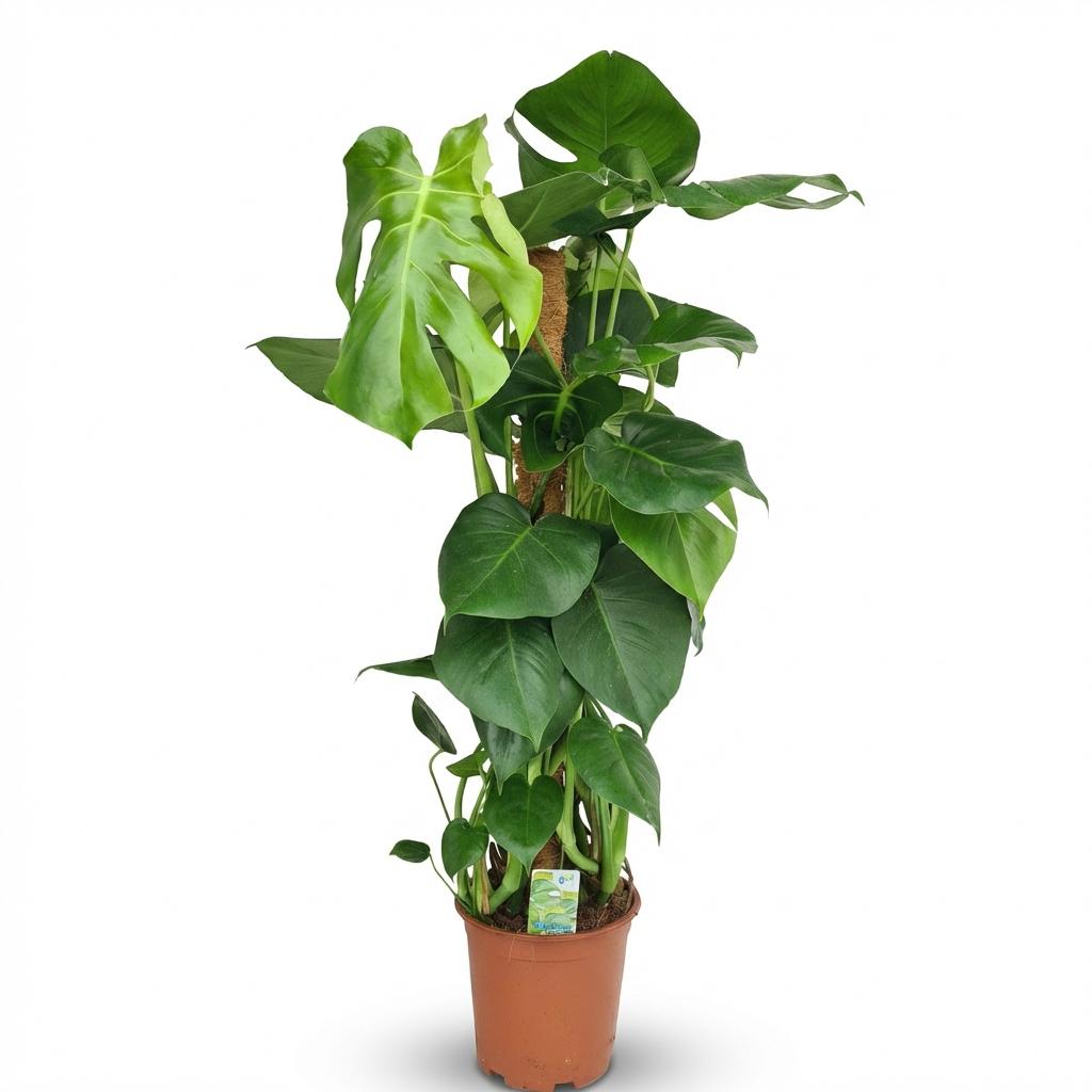 Monstera Deliciosa mosstok - Gatenplant - pot 19cm - hoogte 90cm
