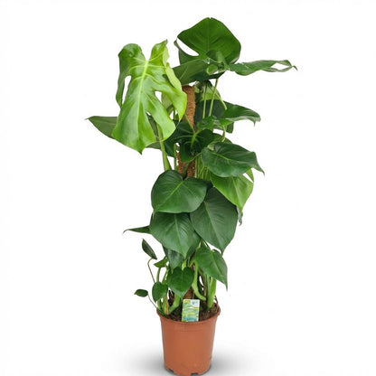 Monstera Deliciosa mosstok - Gatenplant - pot 19cm - hoogte 90cm