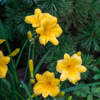 Hemerocallis 'Stella de Oro' - Daglelie