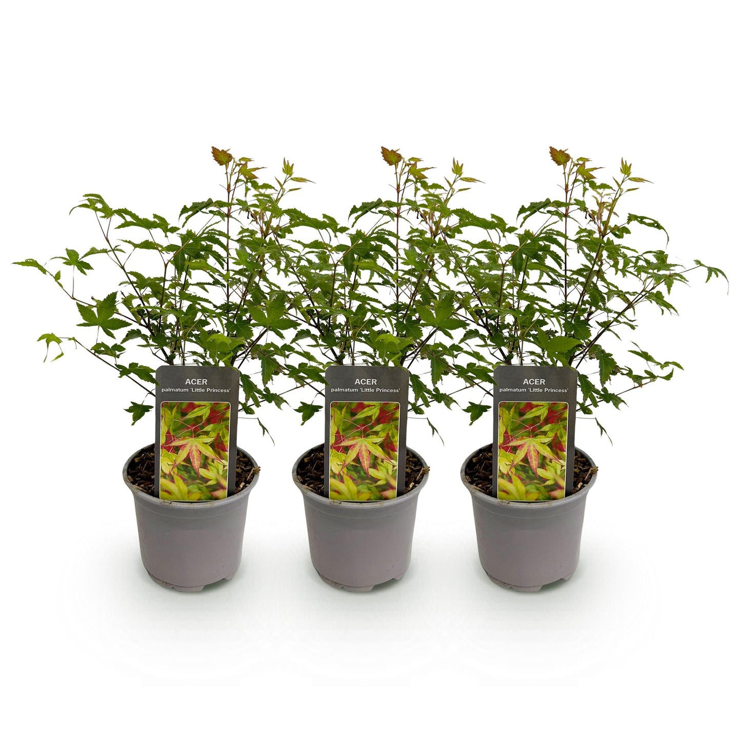 Green boutiQ - Tuinplant - Acer palmatum Little Princess - Groen - 3 Planten - Bladverliezend - Weinig Onderhoud - Pot 12cm Hoogte 35cm