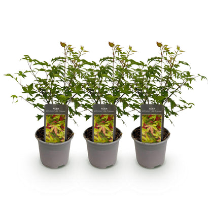 Green boutiQ - Tuinplant - Acer palmatum Little Princess - Groen - 3 Planten - Bladverliezend - Weinig Onderhoud - Pot 12cm Hoogte 35cm