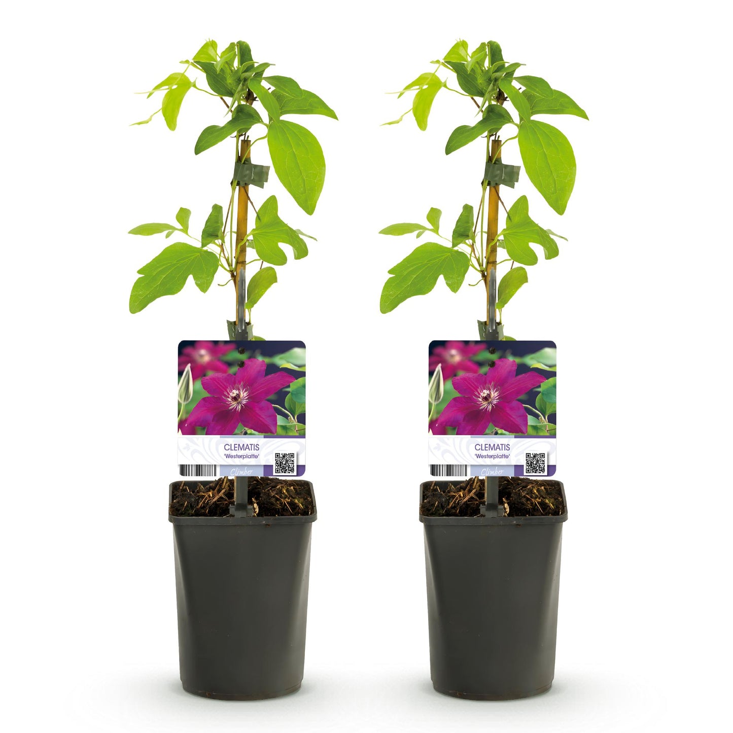 Clematis 'Westerplatte' - Clematis - 2 planten - Pot 11cm - Hoogte 40cm