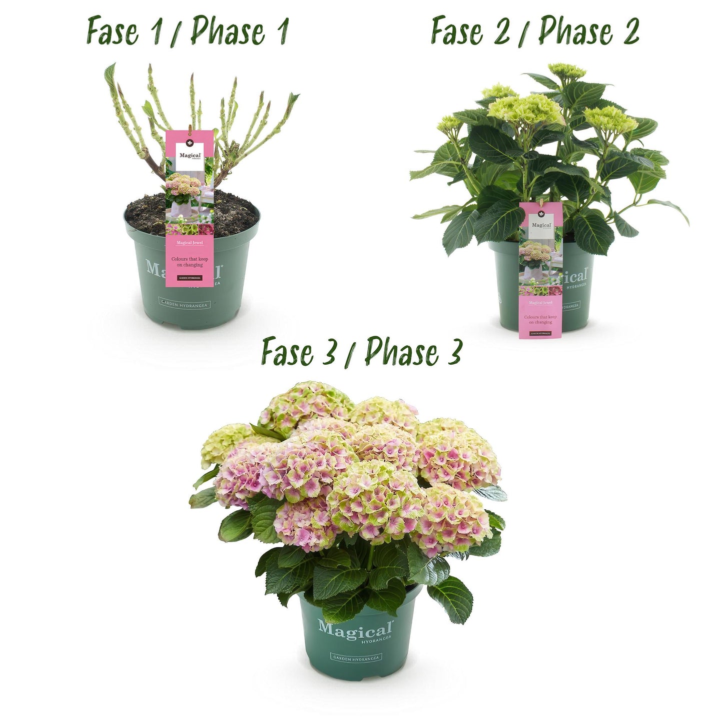 Hydrangea 'Magical Jewel Pink' - Roze Hortensia - 6-10 Bloemen - hoogte 55cm