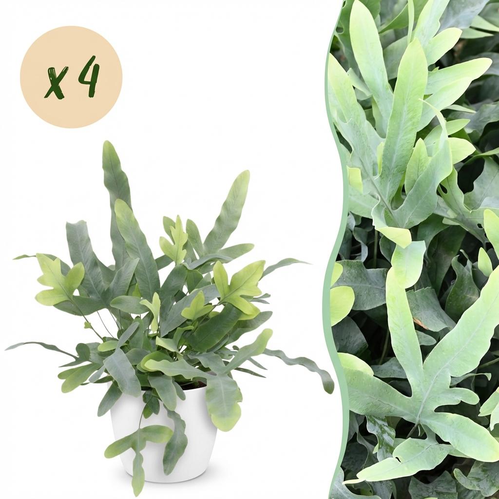 Green boutiQ - Kamerplant - Phlebodium aureum Blue Star - Blauwe Varen - Huisdiervriendelijke Plant - Blauw - 4 Planten - met Potter Wit - Pot 12cm - Hoogte 25cm