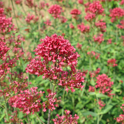 Centranthus ruber 'Coccineus' - Rode Valeriaan