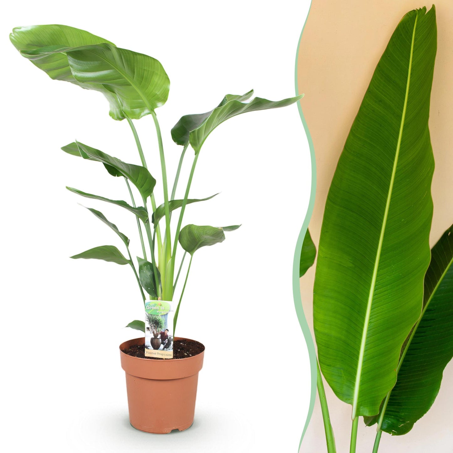 Green BoutiQ - Green is... Kamerplanten - Stelitzia Nicolai - Paradijsvogelbloem - Weinig onderhoud - Groen - 1 Plant - Pot 21cm - Hoogte 110-120cm