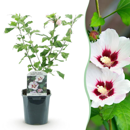 Hibiscus syriacus 'Hamabo' - Altheastruik - hoogte 45cm