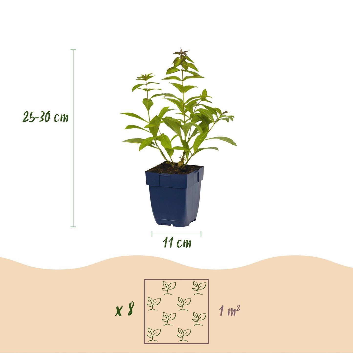 Green boutiQ - Borderpakket - Geurend - 8 Vaste planten - 1 m2 - Diversen kleuren - Weinig Onderhoud - Pot 11cm