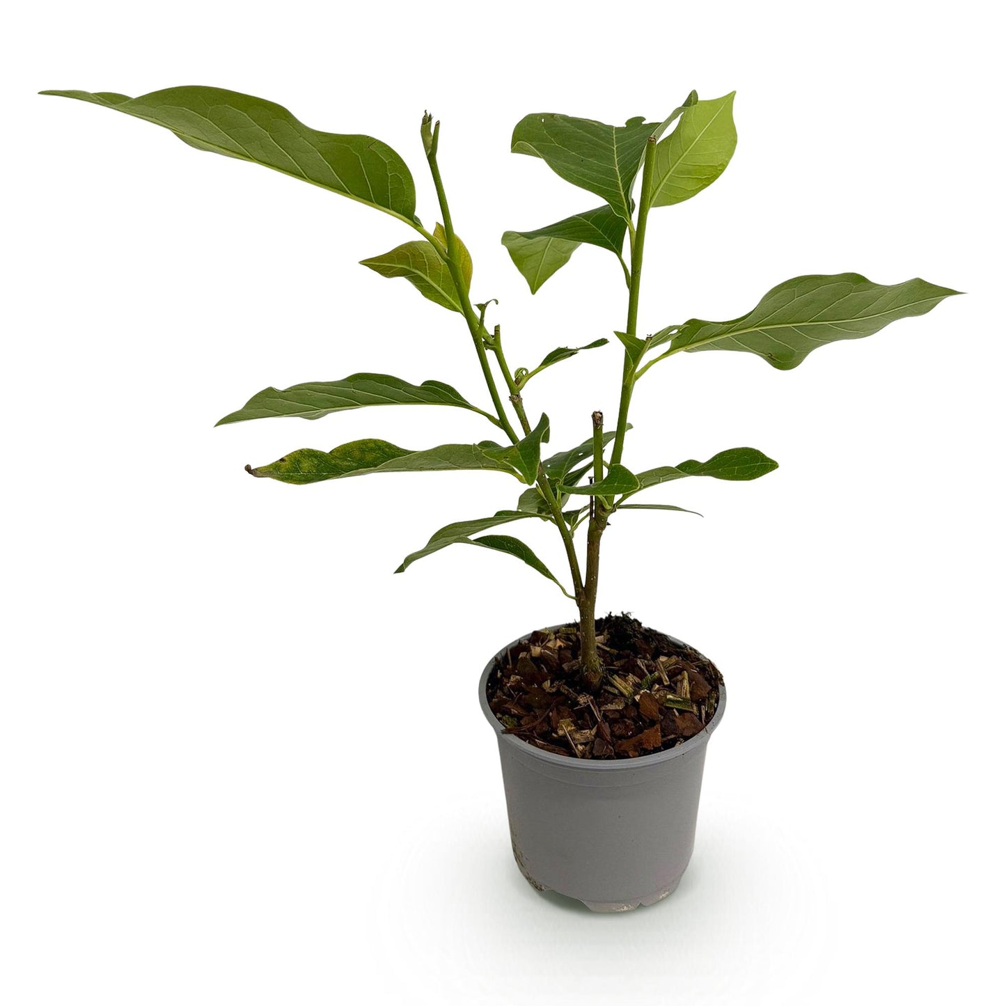 Magnolia 'Betty' - Magnolia - hoogte 30cm