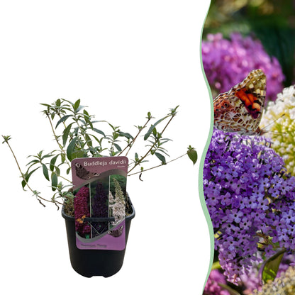 Buddleja davidii 'Tricolour' - Vlinderstruik - hoogte 30cm