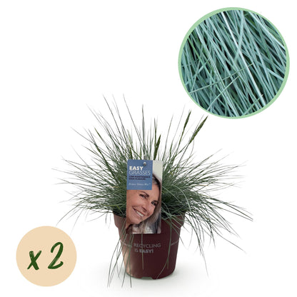 Green boutiQ - Siergrassen - Festuca glauca Intense Blue  - Blauw - 2 Planten - Bladhoudend - Weinig Onderhoud - Pot 17cm Hoogte 50cm
