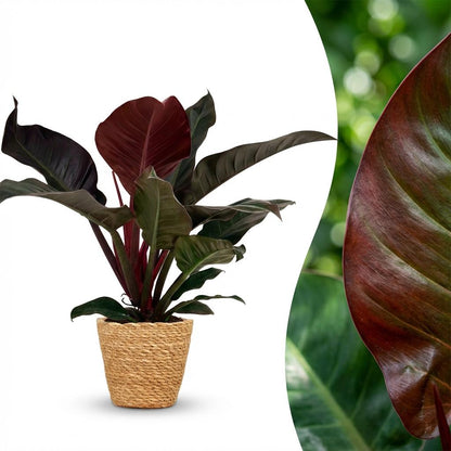 Green boutiQ - Kamerplant - Philodendron - Philodendron Imperial Red - Rood - Weinig onderhoud - 1 Plant - met Mand - Pot 19cm - Hoogte 60cm
