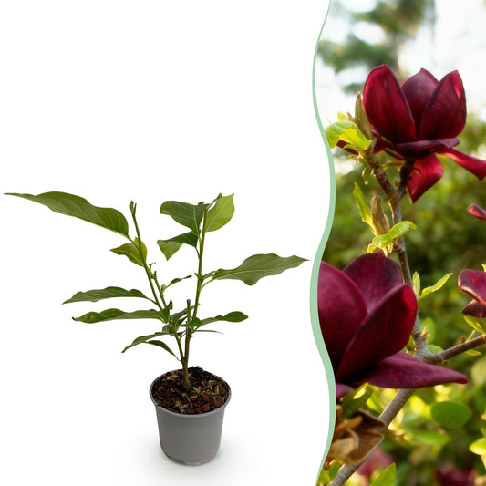 Magnolia 'Genie' - Magnolia - hoogte 30cm