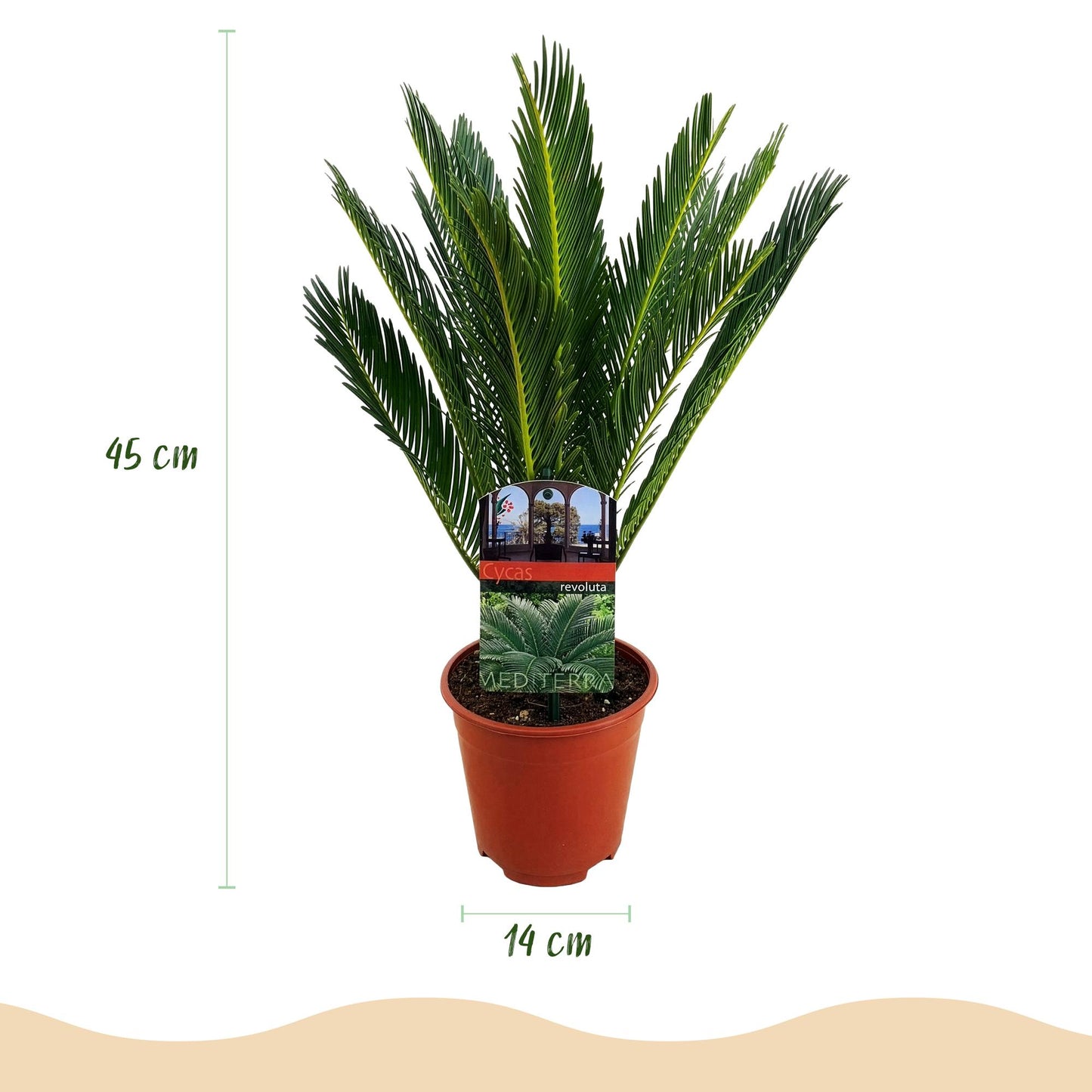 Green boutiQ - Kamerplant - Cycas revoluta - Palmvaren - Weinig onderhoud - Groen - 1 - Pot 15cm - Hoogte 45-55cm