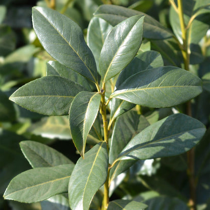 Prunus laurocerasus 'Caucasica' - Laurierkers - hoogte 30-35cm