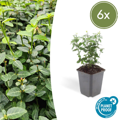 Euonymus fortunei radicans - Kardinaalshoed