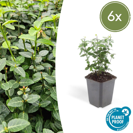 Euonymus fortunei radicans - Kardinaalshoed