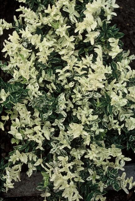 Euonymus fort. 'Harlequin' - Kardinaalshoed