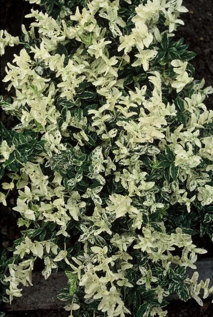 Euonymus fort. 'Harlequin' - Kardinaalshoed