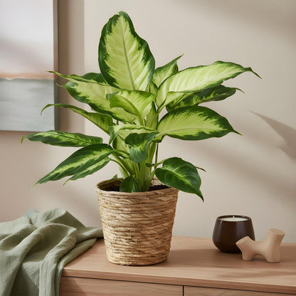 Green BoutiQ - Green is... Kamerplanten - Diefenbachia Camilla - Dieffenbachia - Weinig onderhoud - met mand - Groen - 1 Plant - Pot 17cm - Hoogte 45-50cm