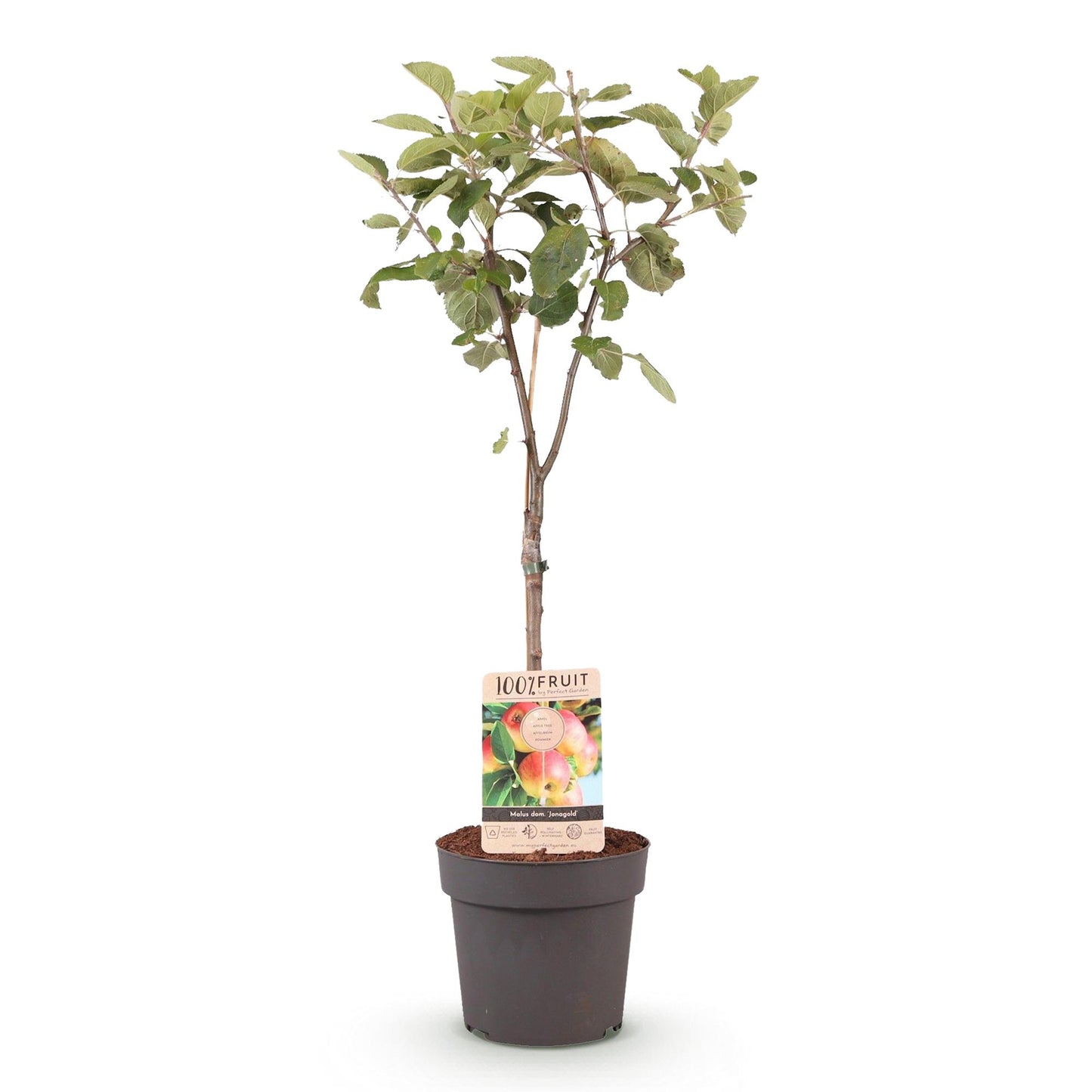 Malus domestica 'Jonagold' - Appelboom - hoogte 90cm