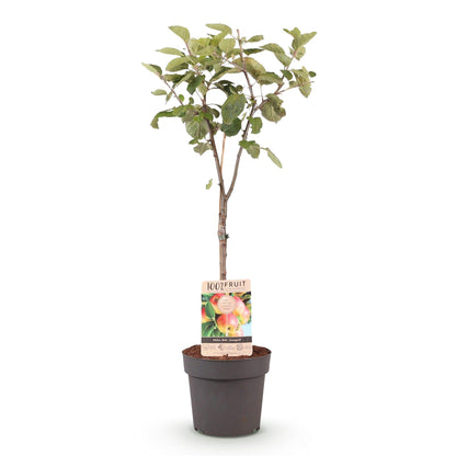 Malus domestica 'Jonagold' - Appelboom - hoogte 90cm