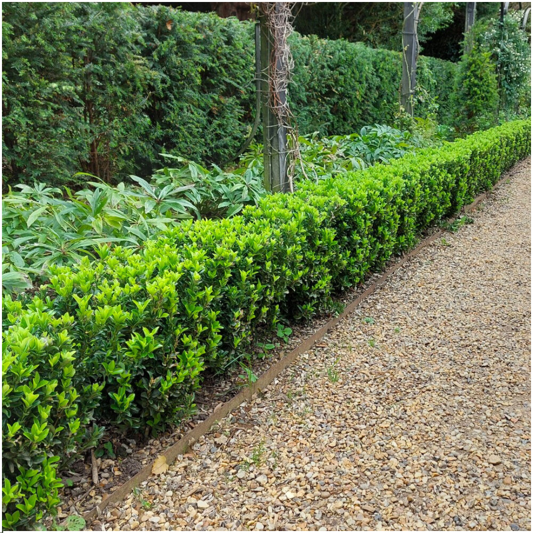 Euonymus 'Green Spire' - Kardinaalshoed - 1x 6 pack