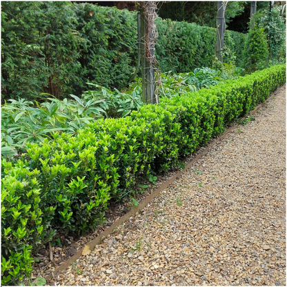 Euonymus 'Green Spire' - Kardinaalshoed - 1x 6 pack
