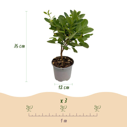 Green boutiQ - Tuinplant - Cotinus coggyria Young Lady - Groen 3 Planten - Bladverliezend - Weinig Onderhoud - Pot 12cm Hoogte 35cm