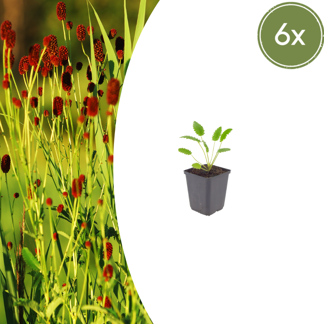 Sanguisorba officinalis 'Tanna' - Pimpernel