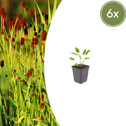 Sanguisorba officinalis 'Tanna' - Pimpernel
