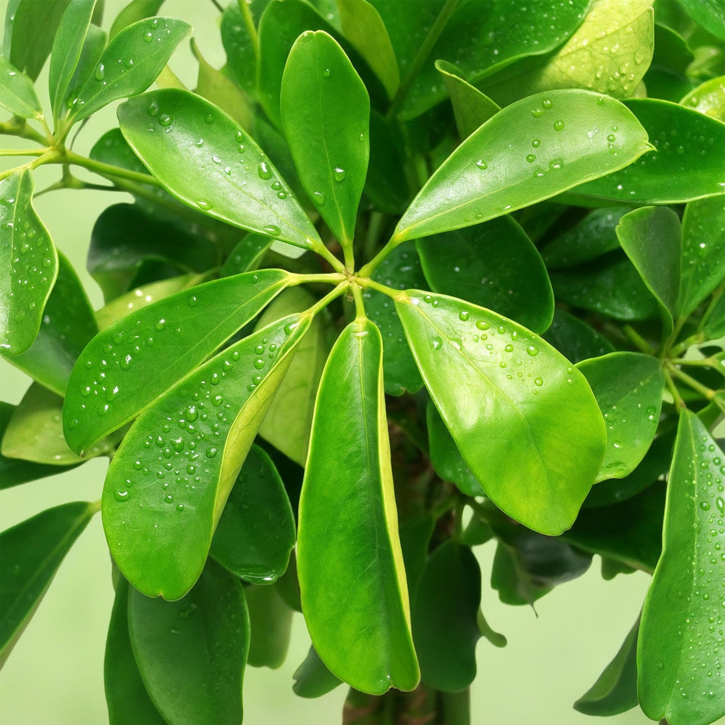 Schefflera Nora - Vingerboom - incl. mand - pot 21cm - hoogte 70-82cm