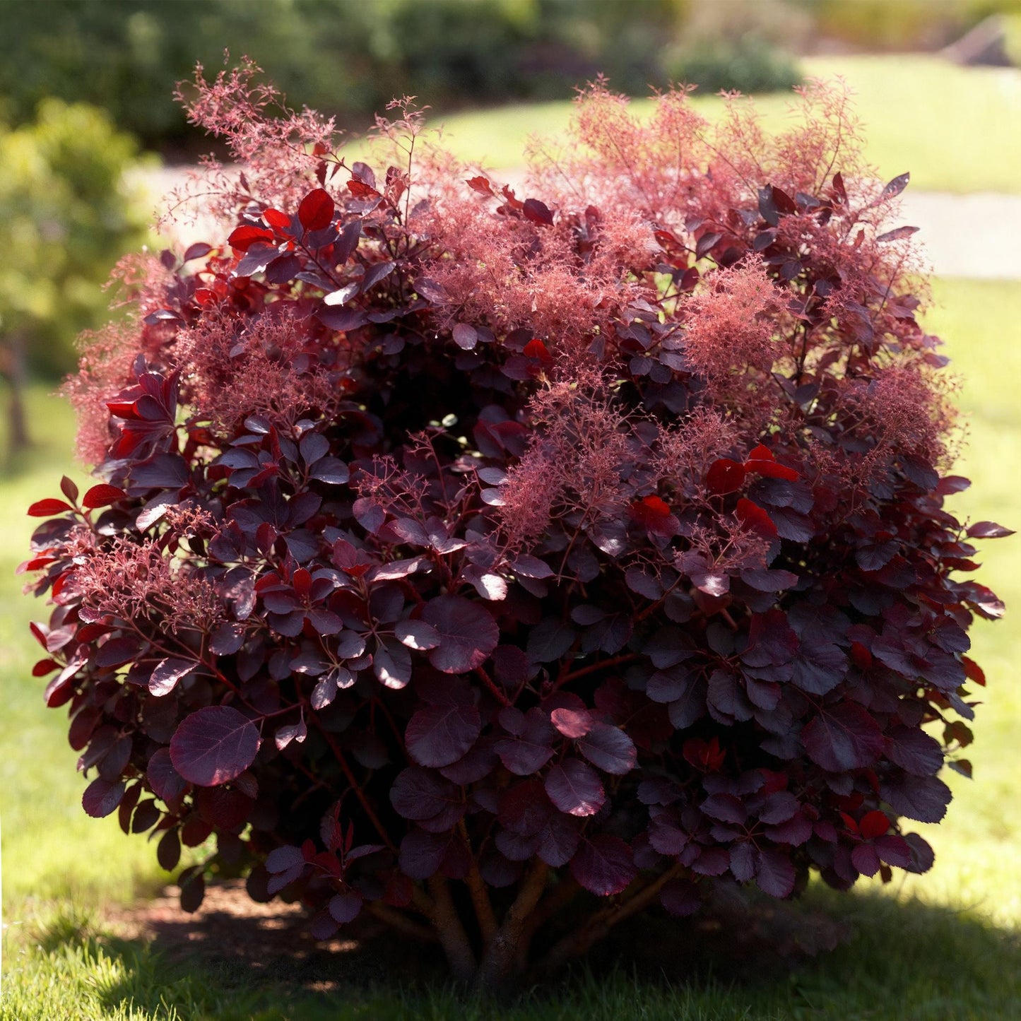 Cotinus coggyria 'Lilla' - Pruikenboom - hoogte 35cm