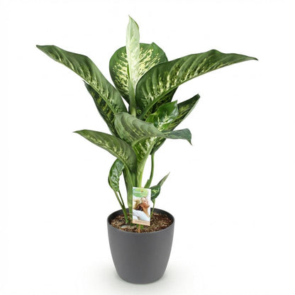 Diefenbachia Tropic Snow - Dieffenbachia - incl. pot grijs - pot 21cm - hoogte 90-100cm