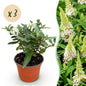 Green boutiQ - Tuinplant - Buddleja davidii Butterfly Candy Little White - Vlinderstruik - Compact - Wit - 3 Planten - Pot 12cm - Hoogte 20-25cm