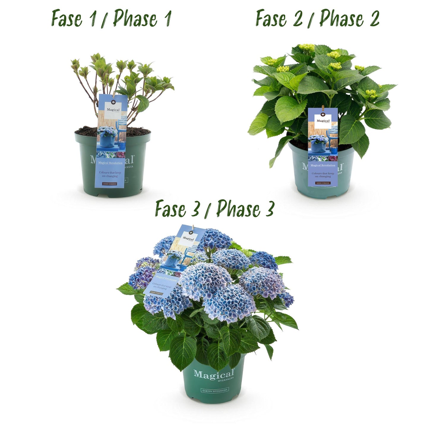 Hydrangea 'Magical Revolution Blue' - Blauwe Hortensia - 6-10 bloemen - hoogte 55cm