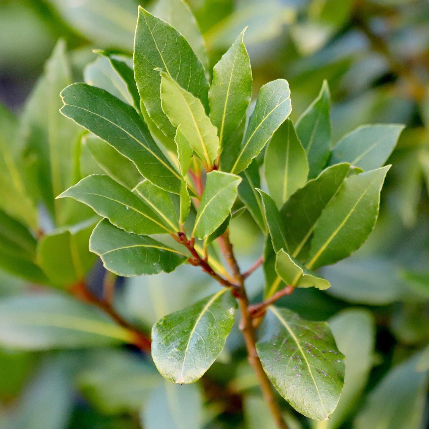 Laurus nobilis op stam - Laurier - hoogte 90cm