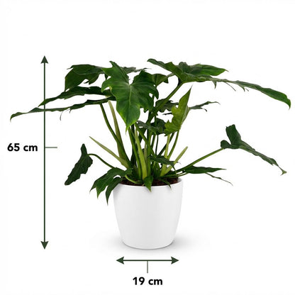 Green boutiQ - Kamerplant - Philodendron - Philodendron Lacerum - Groen - Weinig onderhoud - 1 Plant - met Potter Wit - Pot 19cm - Hoogte 65cm