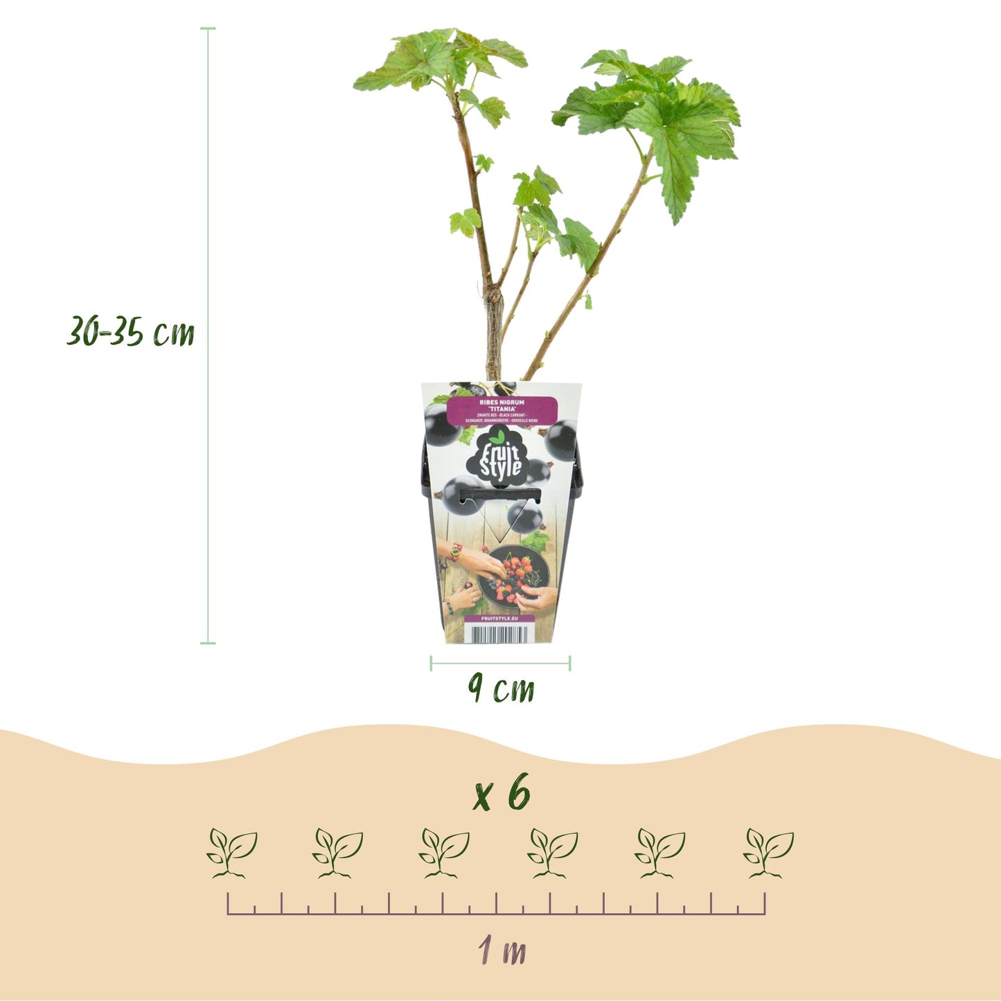Ribes nigrum 'Titania' - Zwarte bes - 3 planten - Pot 9cm