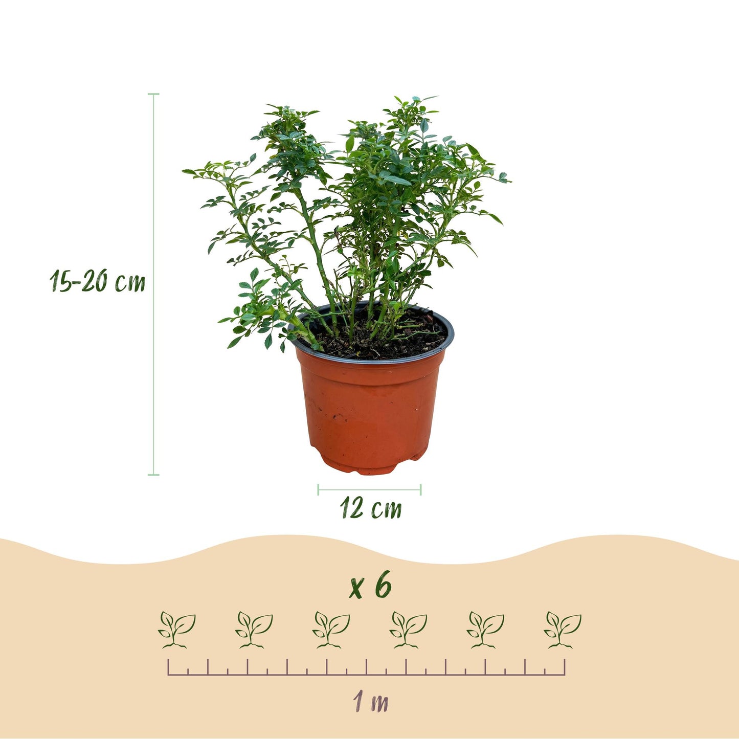 Rosa 'Cutie Pie' - Roos - hoogte 20-25cm