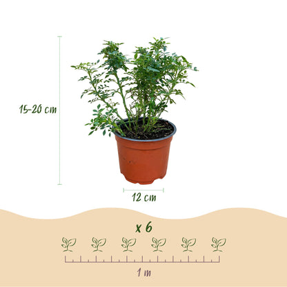Rosa 'Cutie Pie' - Roos - hoogte 20-25cm