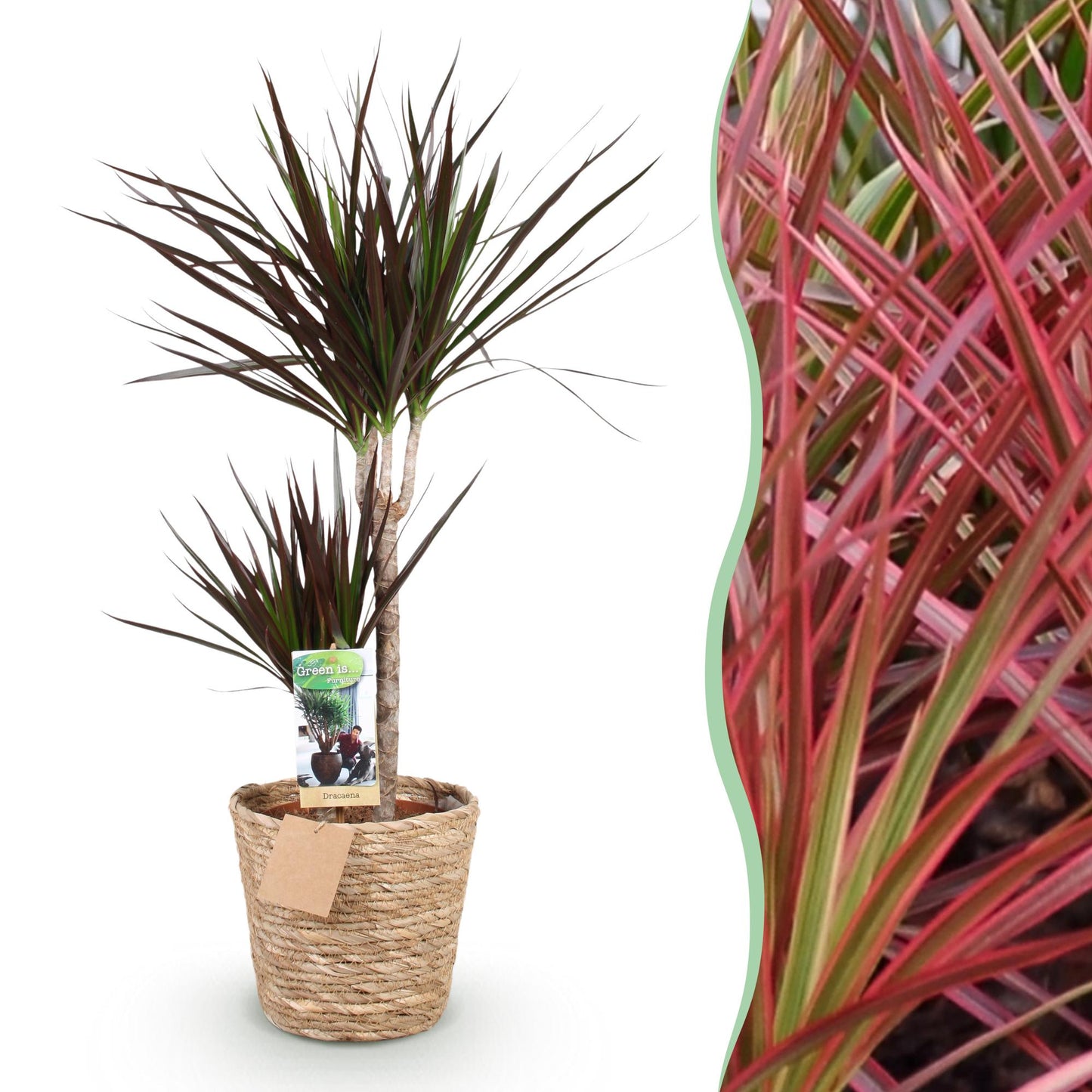 Dracaena Magenta - Drakenbloedboom - incl. mand - pot 21cm - hoogte 90-100cm