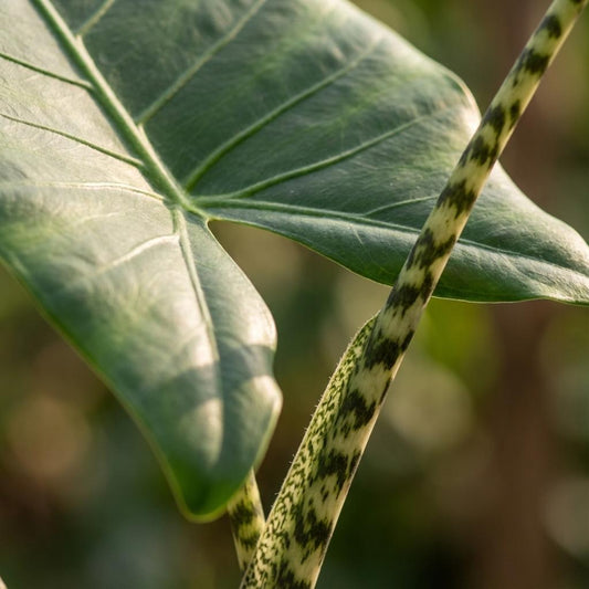 Green boutiQ - Kamerplant - Olifantsoor - Alocasia Zebrina - Groen - Weinig onderhoud - 1 Plant - met Potter Wit - Pot 21 cm - Hoogte 70 - 75cm
